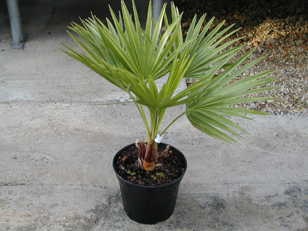 Brahea brandegeei - San José Hesperidenpalme 110/120cm